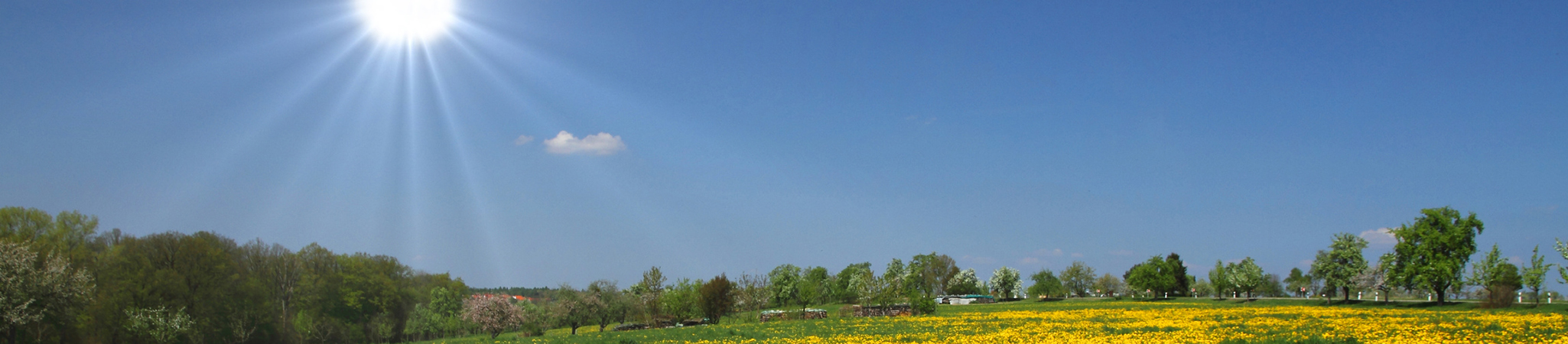 Blauer Himmel und Wiese mit Blumen bei Neuhausen ob Eck