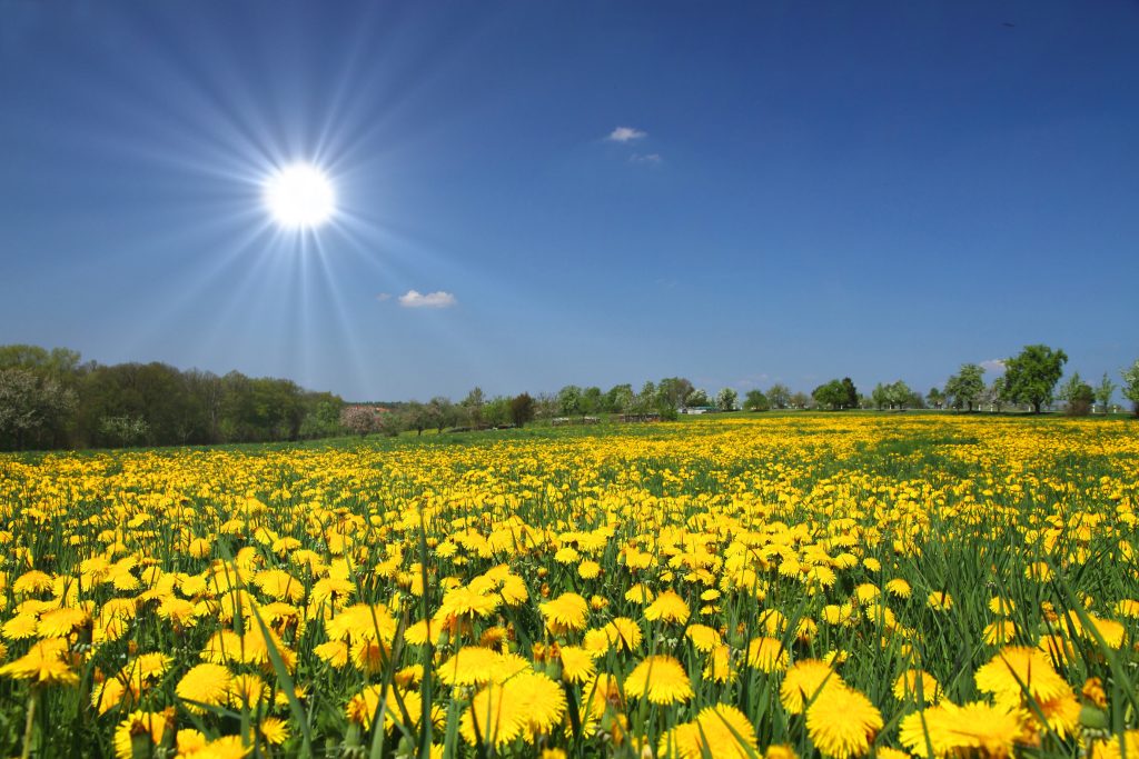 Blumenwiese mit blauem Himmel und Sonnenschein in der Gemeinde Neuhausen ob Eck