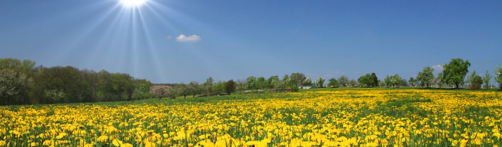 Blumenwiese mit blauem Himmel und Sonnenschein in der Gemeinde Neuhausen ob Eck